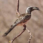 African Grey Hornbill