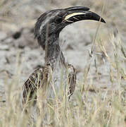 African Grey Hornbill