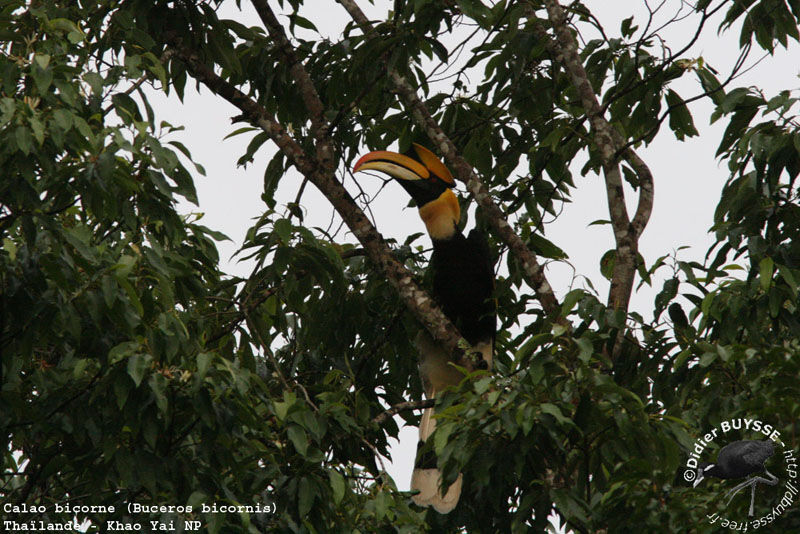 Great Hornbilladult breeding