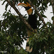 Great Hornbill