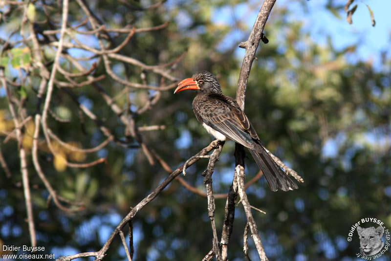 Crowned Hornbill, identification