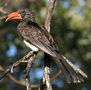 Crowned Hornbill