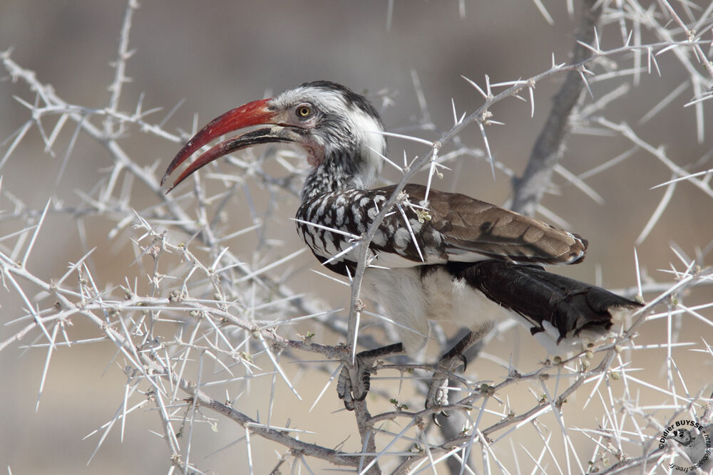 Southern Red-billed Hornbilladult, identification