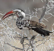 Southern Red-billed Hornbill