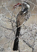 Southern Red-billed Hornbill