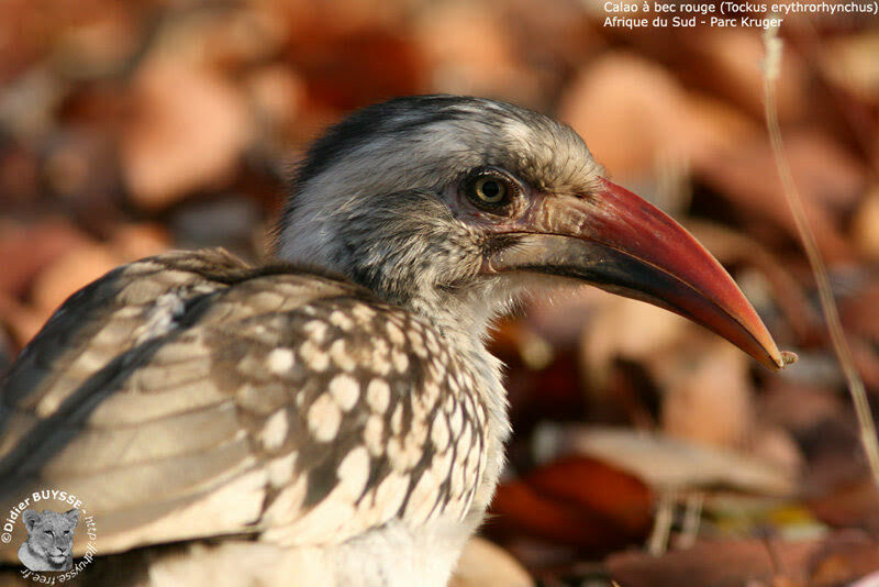 Southern Red-billed Hornbill, identification