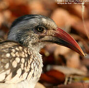 Southern Red-billed Hornbill