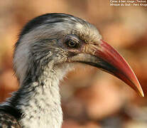 Southern Red-billed Hornbill