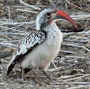 Damara Red-billed Hornbill