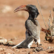 Monteiro's Hornbill