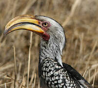 Southern Yellow-billed Hornbill