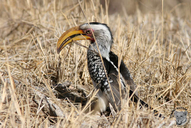 Southern Yellow-billed Hornbill, identification