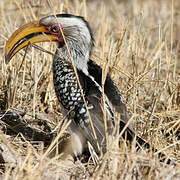 Southern Yellow-billed Hornbill