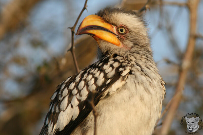 Southern Yellow-billed Hornbill, identification