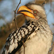 Southern Yellow-billed Hornbill