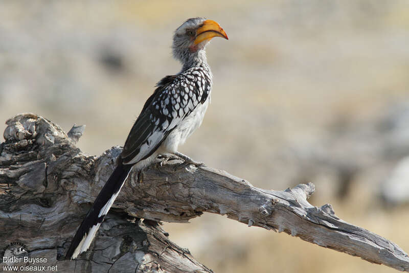 Southern Yellow-billed Hornbilladult, identification