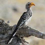 Southern Yellow-billed Hornbill