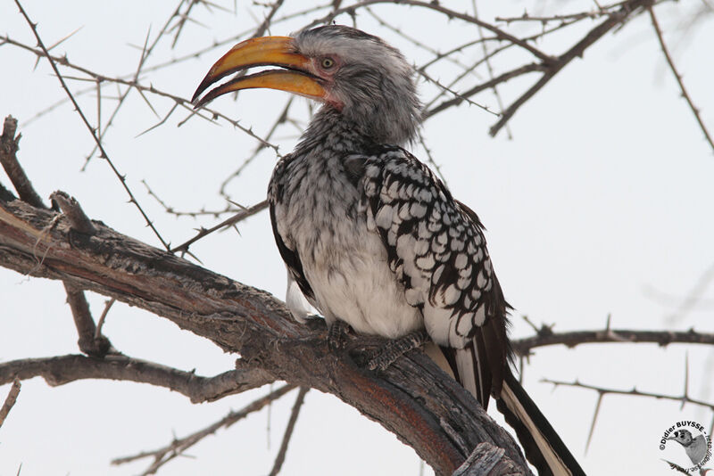 Southern Yellow-billed Hornbilladult, identification