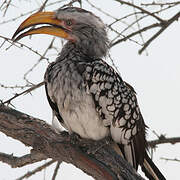 Southern Yellow-billed Hornbill