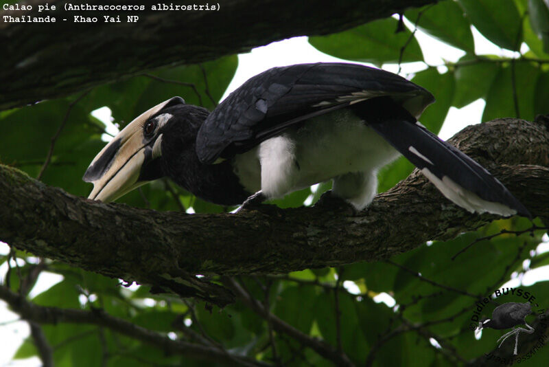 Oriental Pied Hornbill