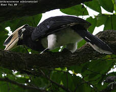 Oriental Pied Hornbill