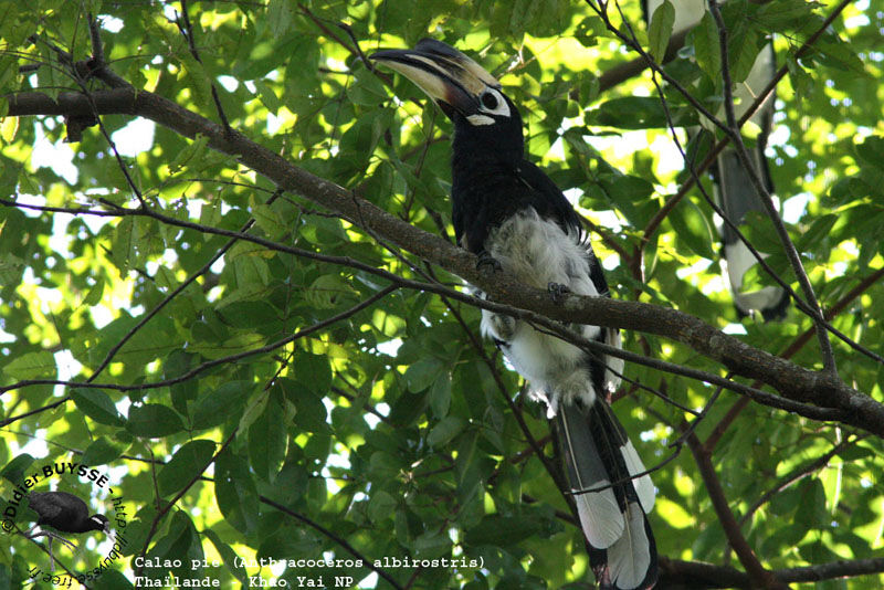 Oriental Pied Hornbill