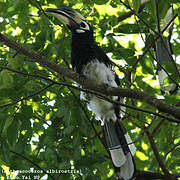 Oriental Pied Hornbill