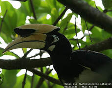 Oriental Pied Hornbill