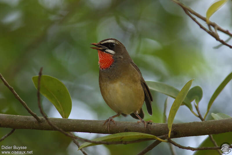 Siberian Rubythroat (beicki) male adult breeding, pigmentation, song