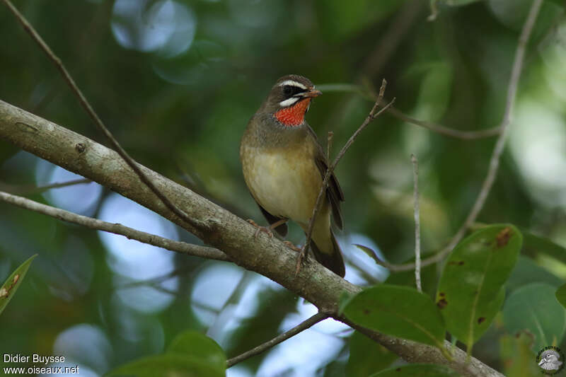 Calliope sibérienne mâle adulte, habitat, pigmentation, régime