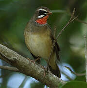 Siberian Rubythroat (beicki)