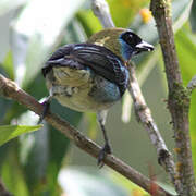 Golden-hooded Tanager