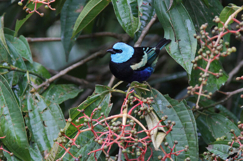 Calliste à cou bleuadulte, identification