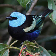 Blue-necked Tanager