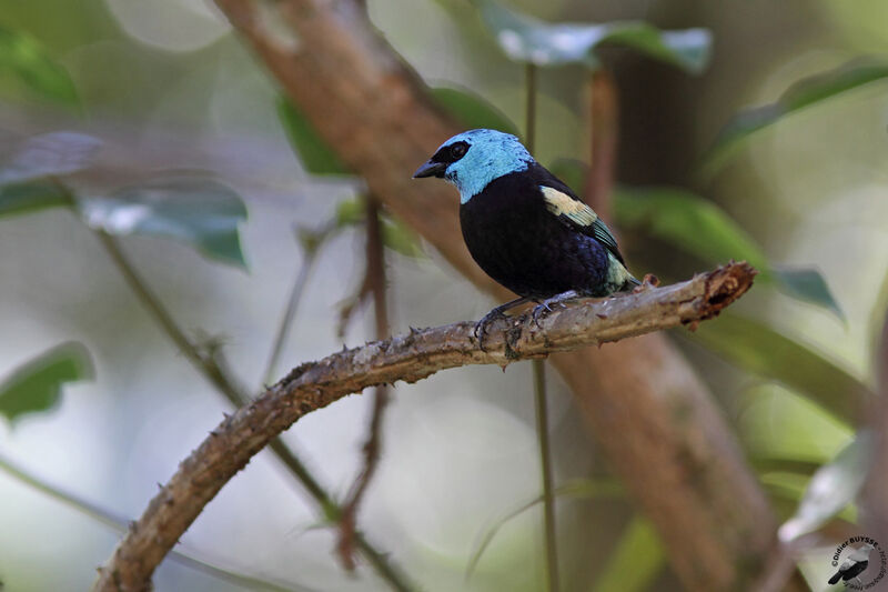 Blue-necked Tanageradult, identification