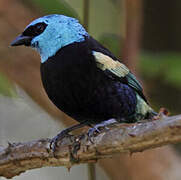 Blue-necked Tanager