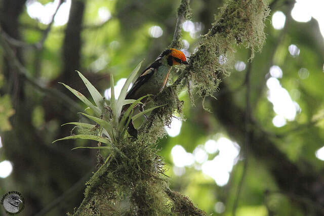 Calliste à face rouge adulte dibu131062