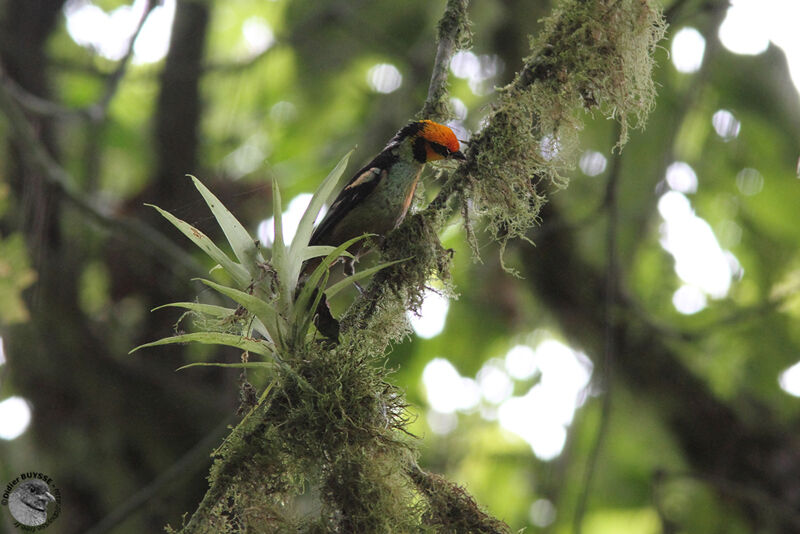 Flame-faced Tanageradult, identification