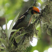 Flame-faced Tanager