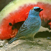 Golden-naped Tanager