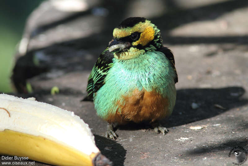 Golden-eared Tanageradult breeding, close-up portrait, eats