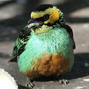 Golden-eared Tanager