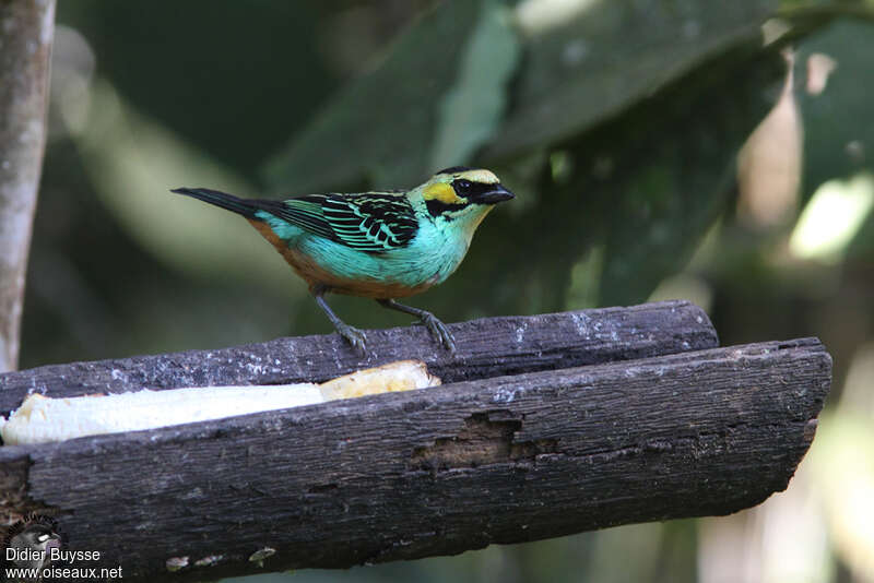 Golden-eared Tanageradult, identification