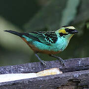 Golden-eared Tanager