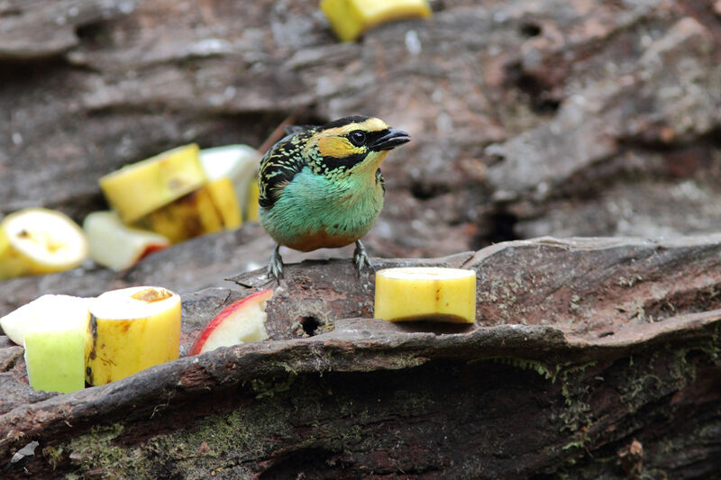 Golden-eared Tanageradult, identification