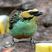 Golden-eared Tanager