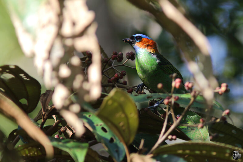 Red-necked Tanager male adult, identification, eats