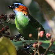 Red-necked Tanager