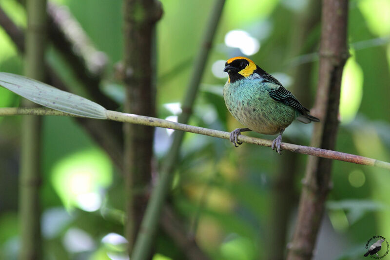 Saffron-crowned Tanageradult, identification