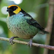 Saffron-crowned Tanager